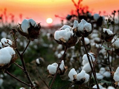 field-sunset-branches-nature-cotton-hd-wallpaper-preview